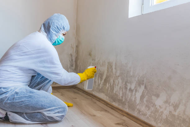 Licensed Black Mold Removal service in Harrington Park, NJ - WQB Mold Removal