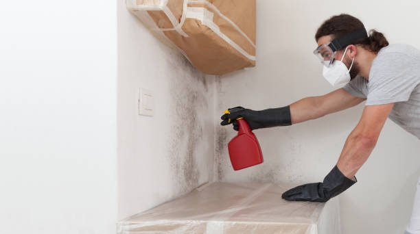 Professional Black Mold Removal technician working in Harrington Park, NJ