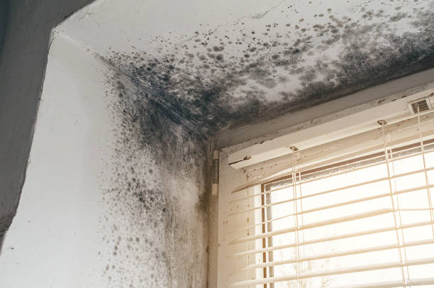 Affordable Black Mold Removal solutions in Harrington Park, NJ